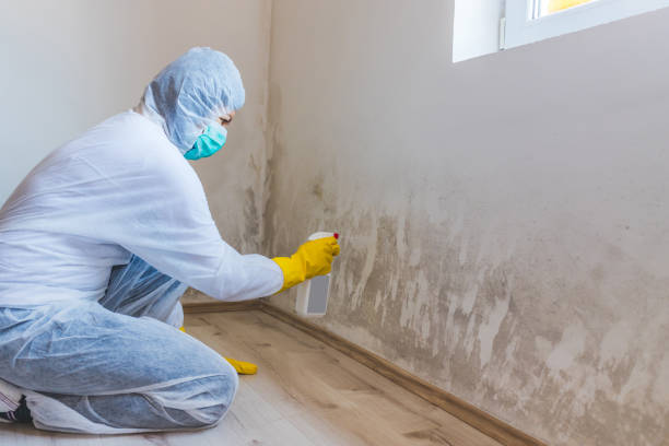 Licensed Mold Inspection service in Neshanic Station, NJ - WQB Mold Removal